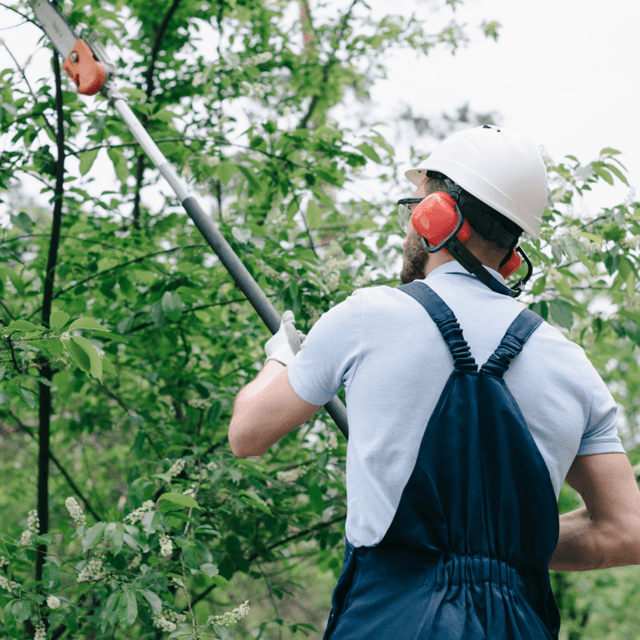 Pruning trees