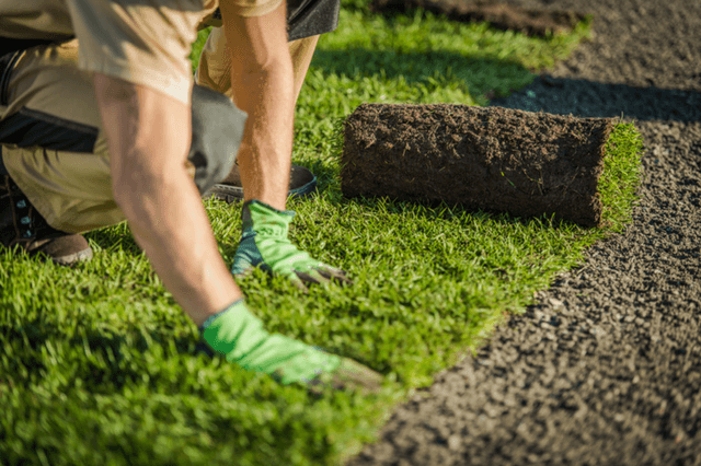 Laying turf rolls