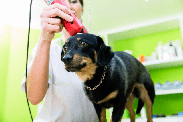 Faire toiletté mon animal